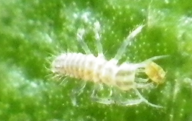 Lacewing larva eating scale crawler