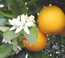 citrus IPM