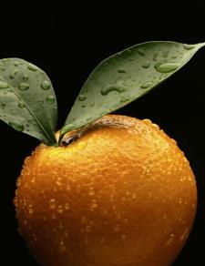 citrus consulting